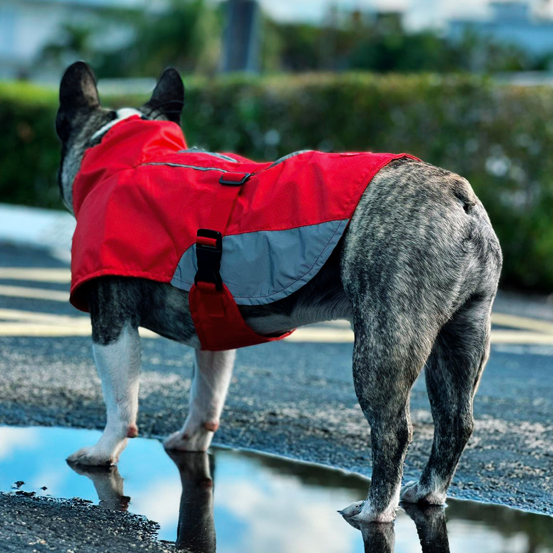 Un perro usando un chaleco de lluvia color rojo