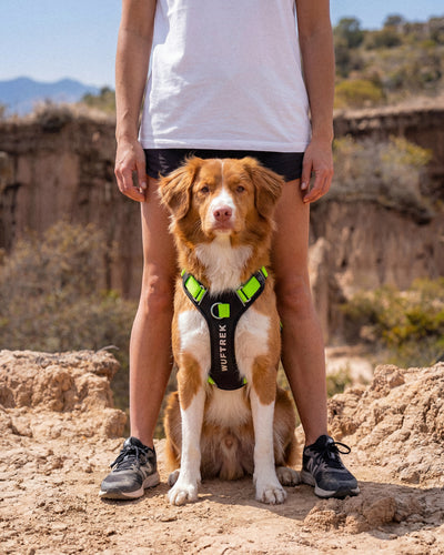 Perro usando arnés verde y negro en el desierto de la Tatacoa