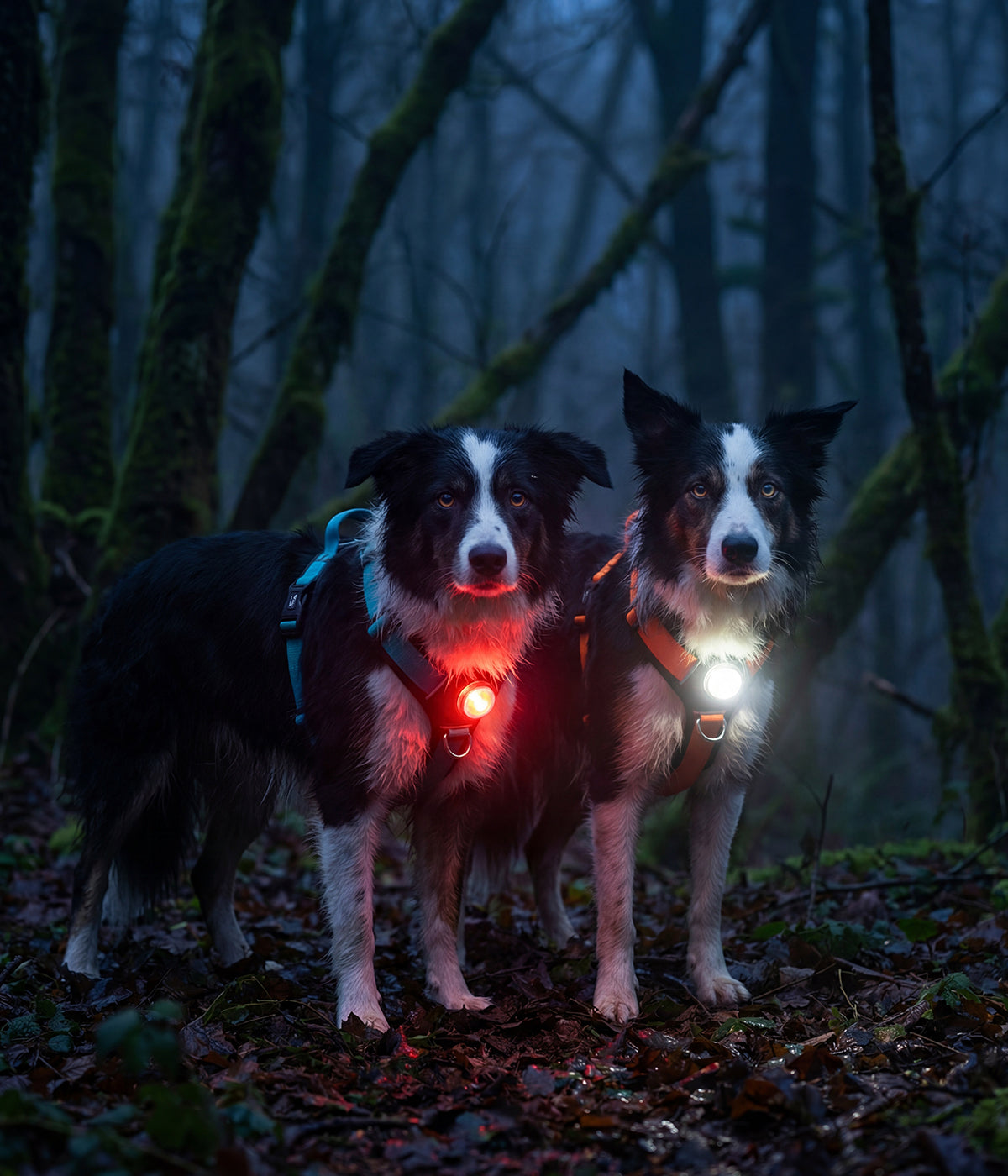Dos perros Border Collie paseando en la noche con arneses y luces led