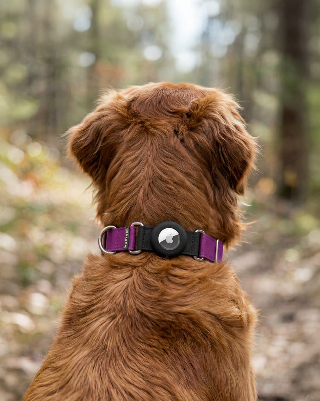 Un perro mirando hacia un bosque con un collar violeta con estuche en silicona para airtag