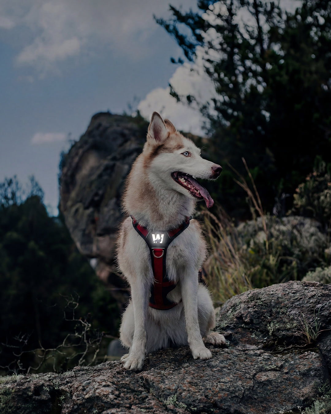 Un perro Siberiano parado sobre unas rocas, usando un arnes en Y de 3 tiras, con logo reflectivo y argolla anti tirones, color rojo con negro