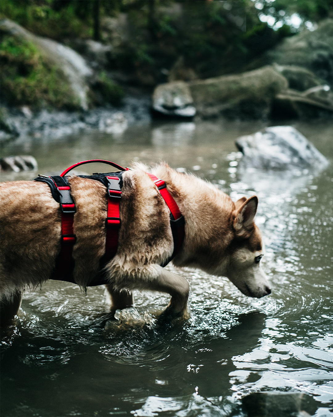 Un perro Siberiano entrando al agua usando un arnes de 3 tiras con manija superior de control, color rojo con negro