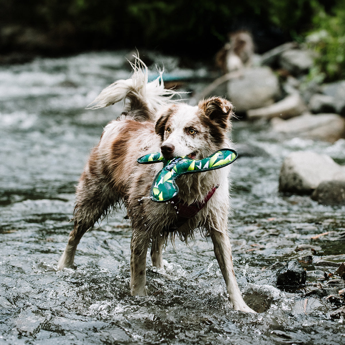 Un perro Border Collie en un rio jugando con un juguete para perros en forma de estrella
