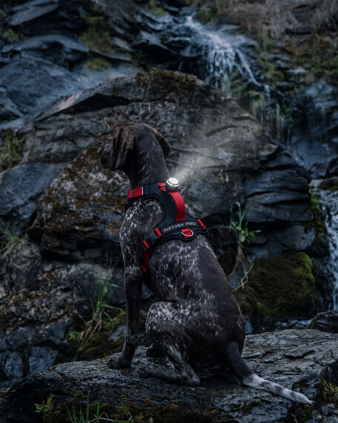Luz LED de seguridad instalada en un arnés para perros