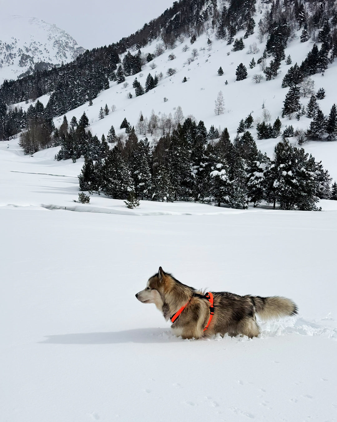 Un perro Alaska Malamute caminando sobre hielo y esta usando un arnes color naranja