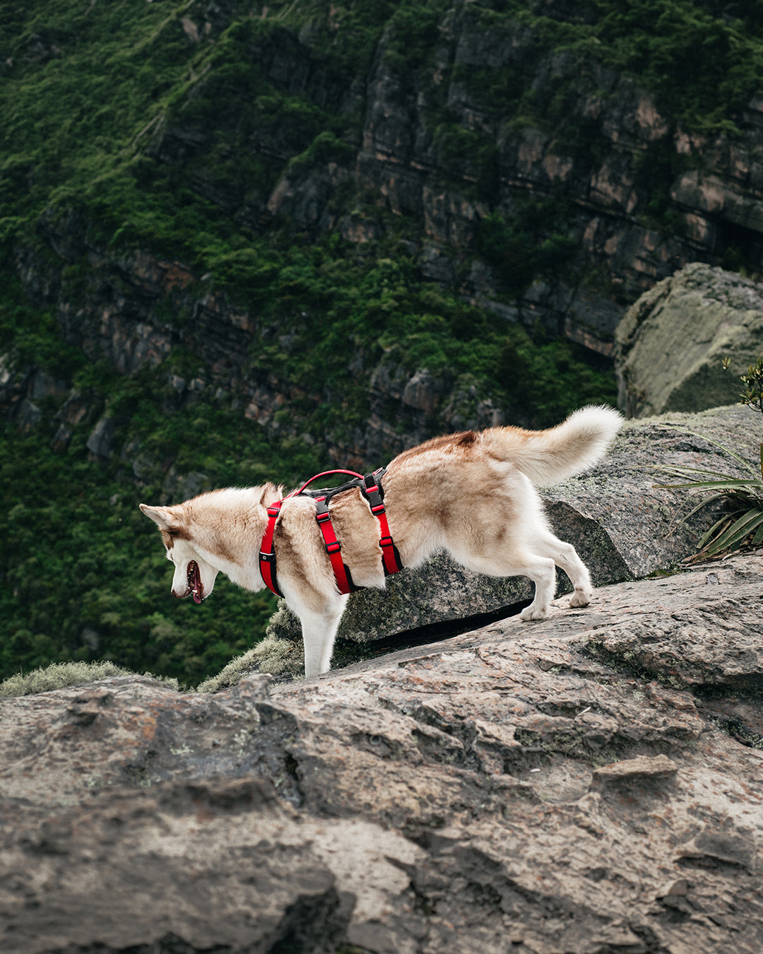 Un perro Siberiano parado sobre una roca en la cima de una montaña, usando un arnes de 3 tiras con manija superior de control, color rojo con negro