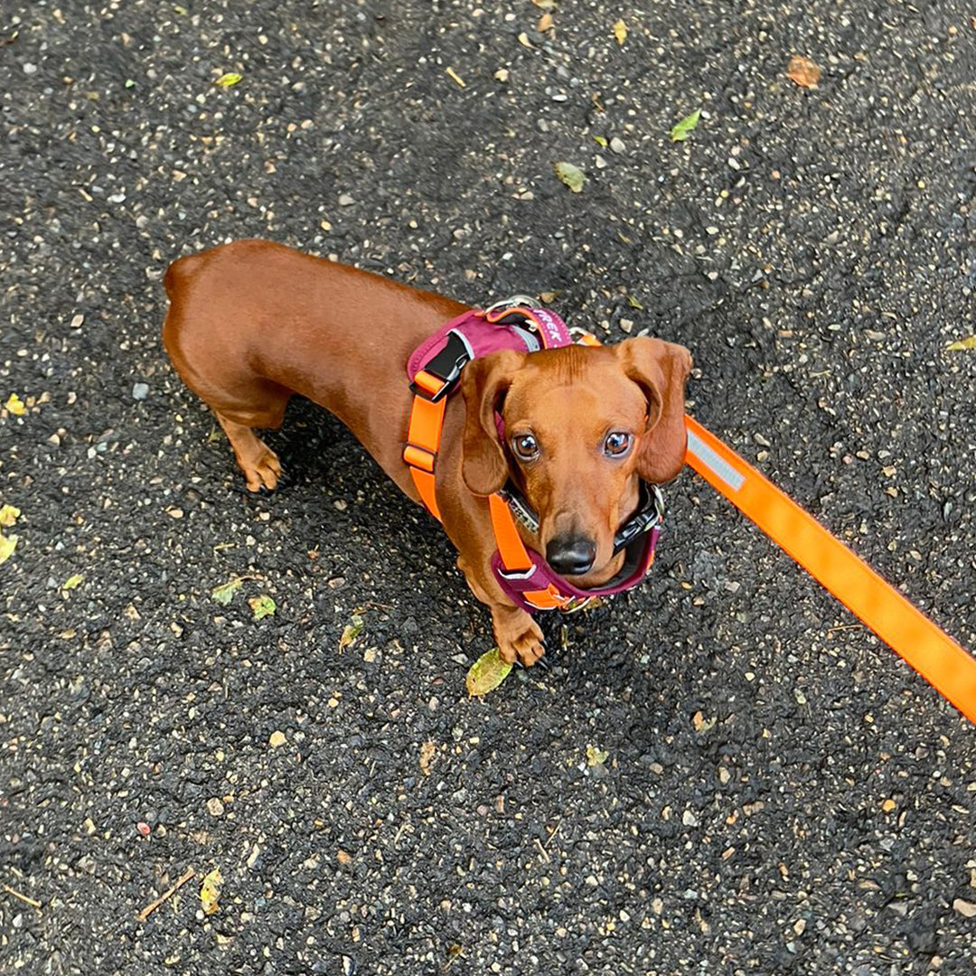 Un perro raza Dachshund está usando un arnés de perro color vinotinto y naranja