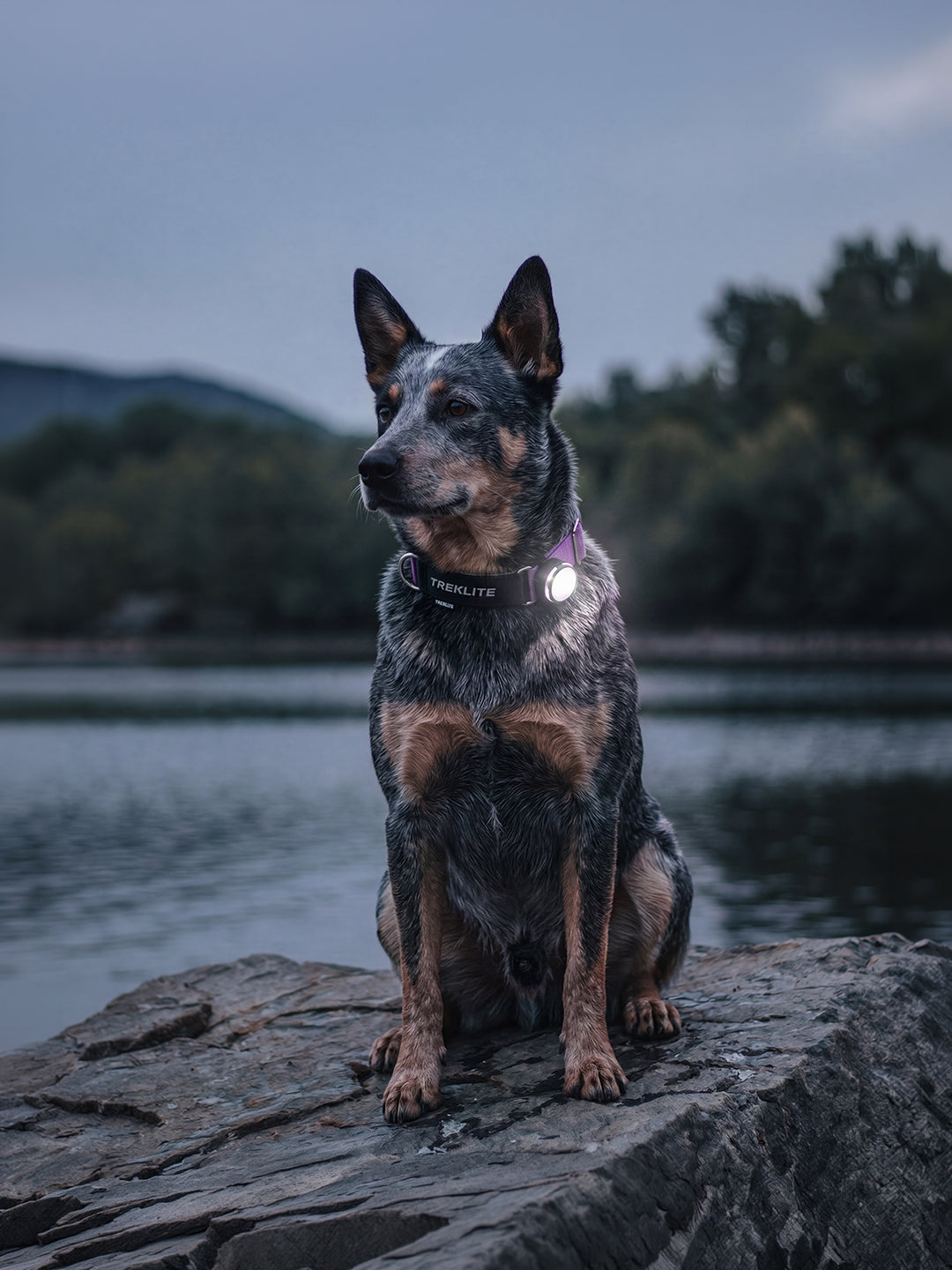 Australian Cattle Dog usando collar TrekLite para perros