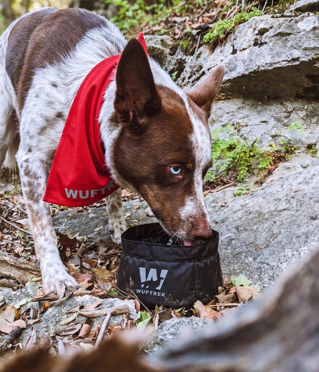 Perro bebiendo agua de un TrekBowl negro
