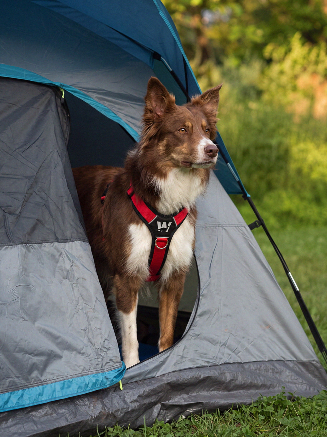 Border Collie en un camping usando un arnés rojo para perros