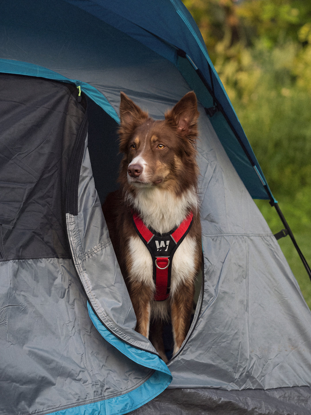 Perro usando un arnés en Y TrekFit Y-Series