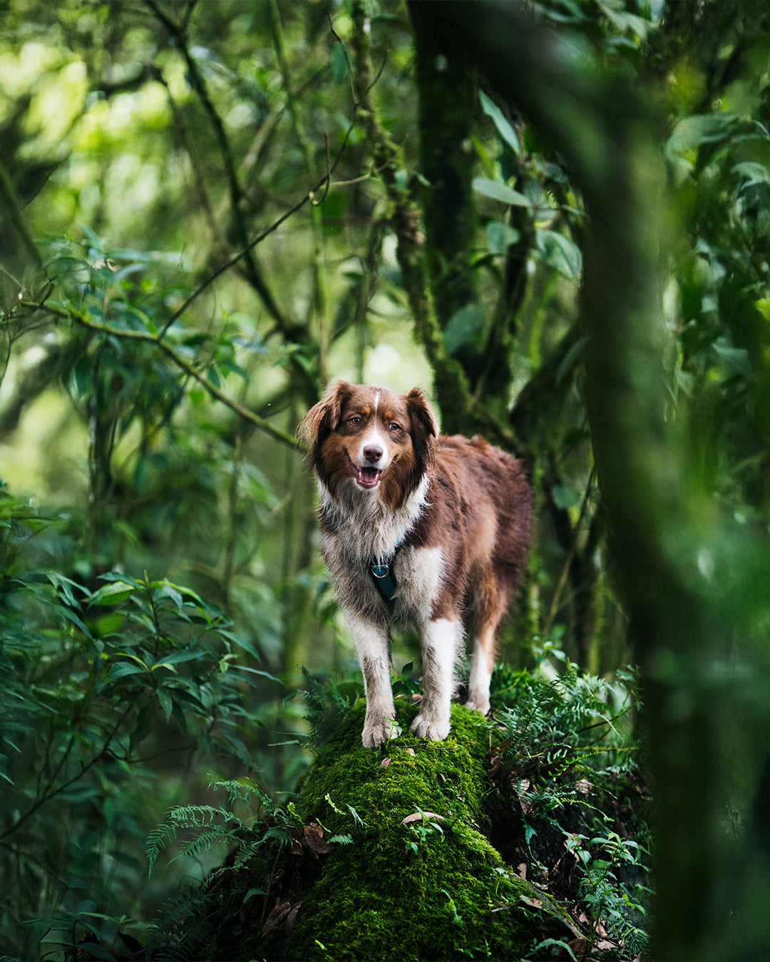 Un perro border collie parado sobre una rama de un árbol