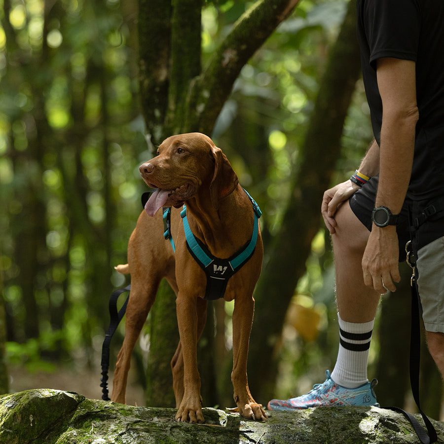 Un hombre junto a un perro en competencia de canicross