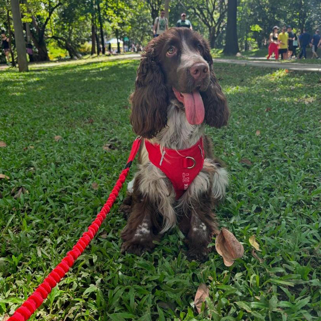 Un perro raza Cocker Spaniel usando un arnés color rojo