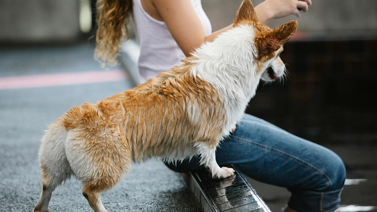 Un perro tamaño mediano