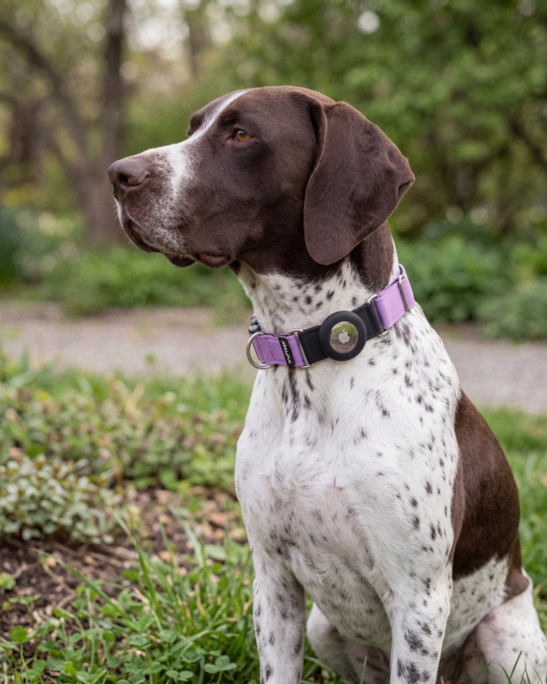 Perro Pointer usando collar TagTrek lila para AirTag