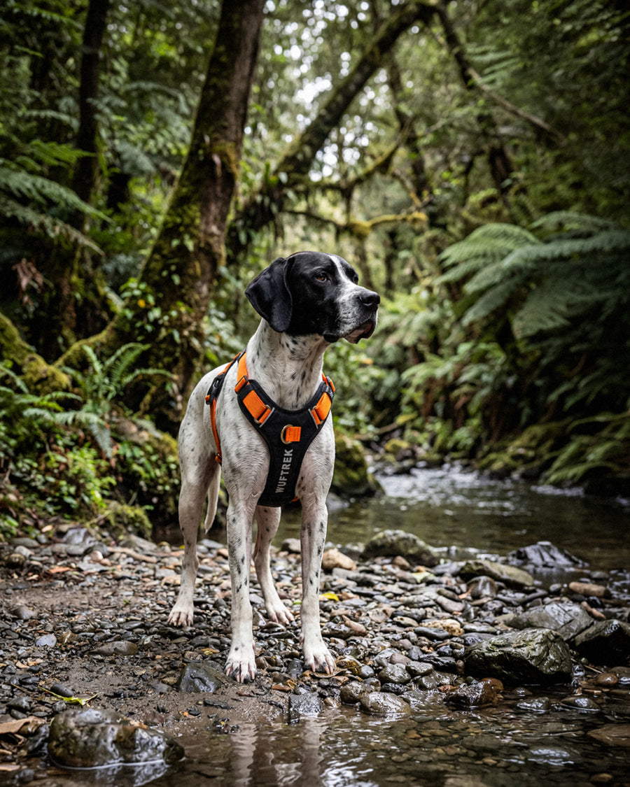 Perro Pointer usando una pechera AirTrek Pro naranja Summer