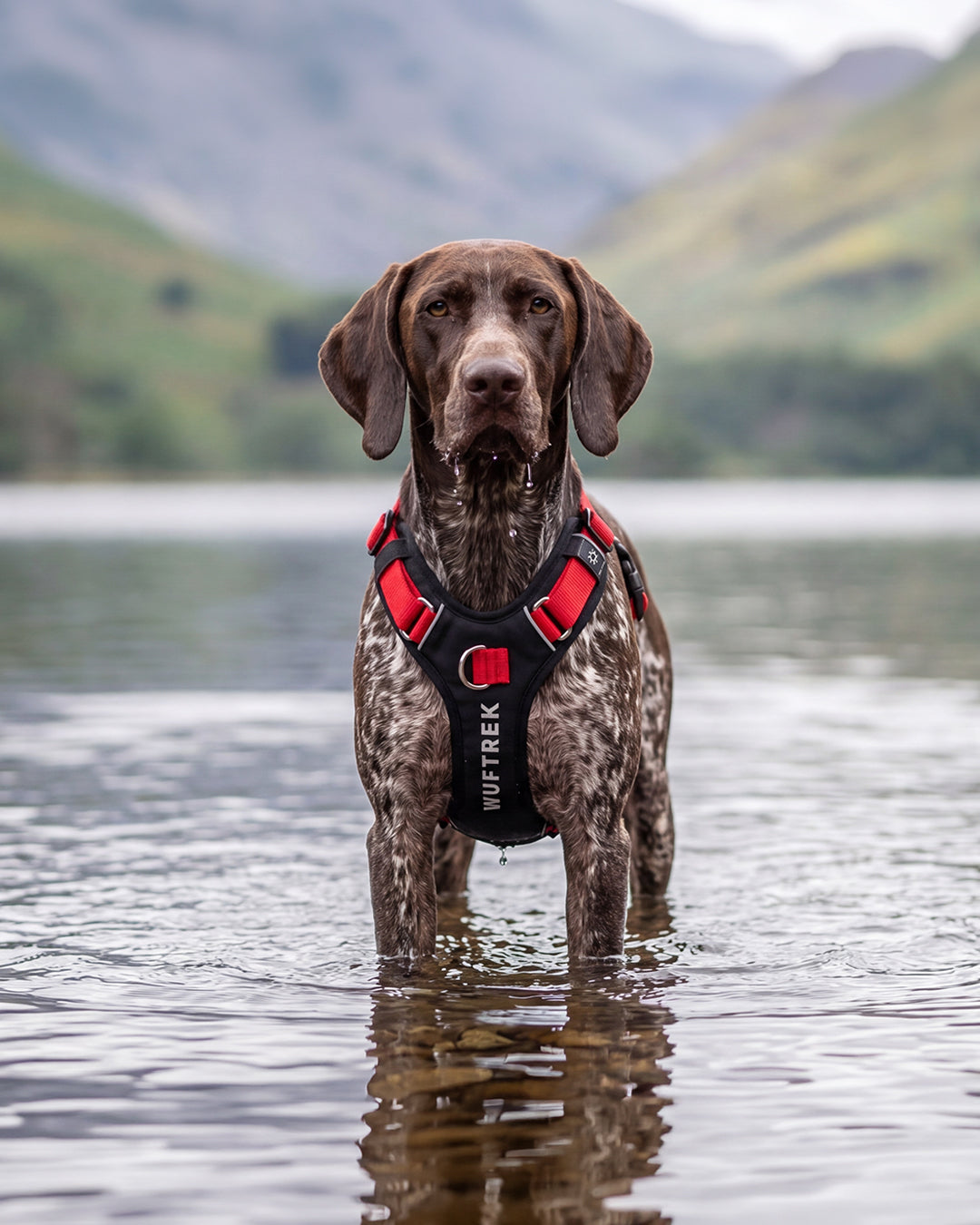 Pechera Anti tirones Para Perros AirTrek Pro - Sunset