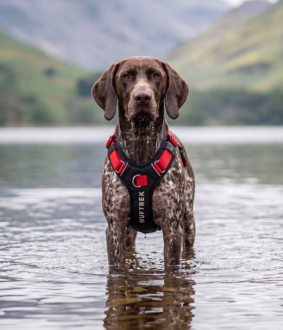 Pechera Anti tirones Para Perros AirTrek Pro - Sunset