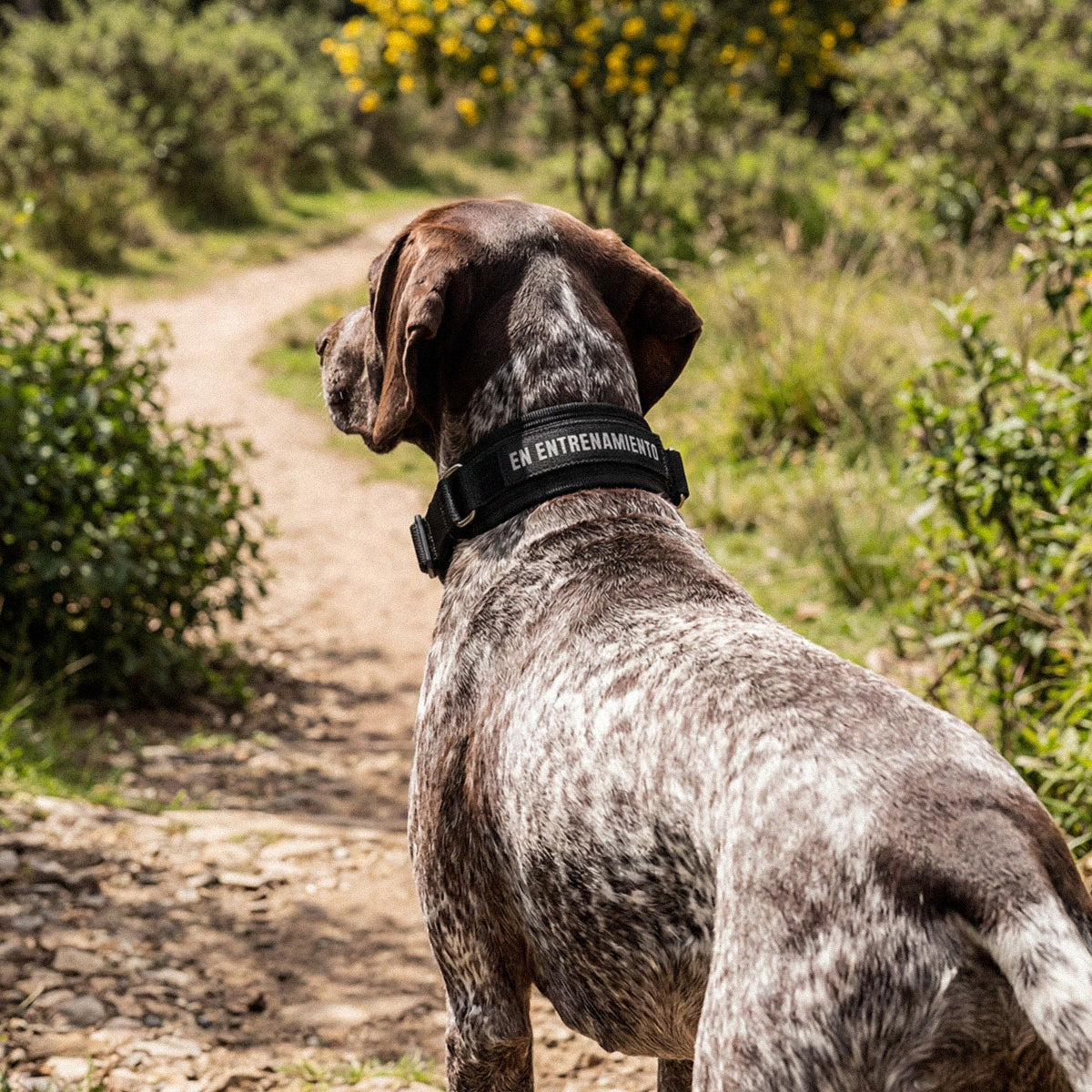 Un perro color cafe con blanco, entrando a un camino del campo, con un collar negro con parche de identificación que dice En Entrenamiento