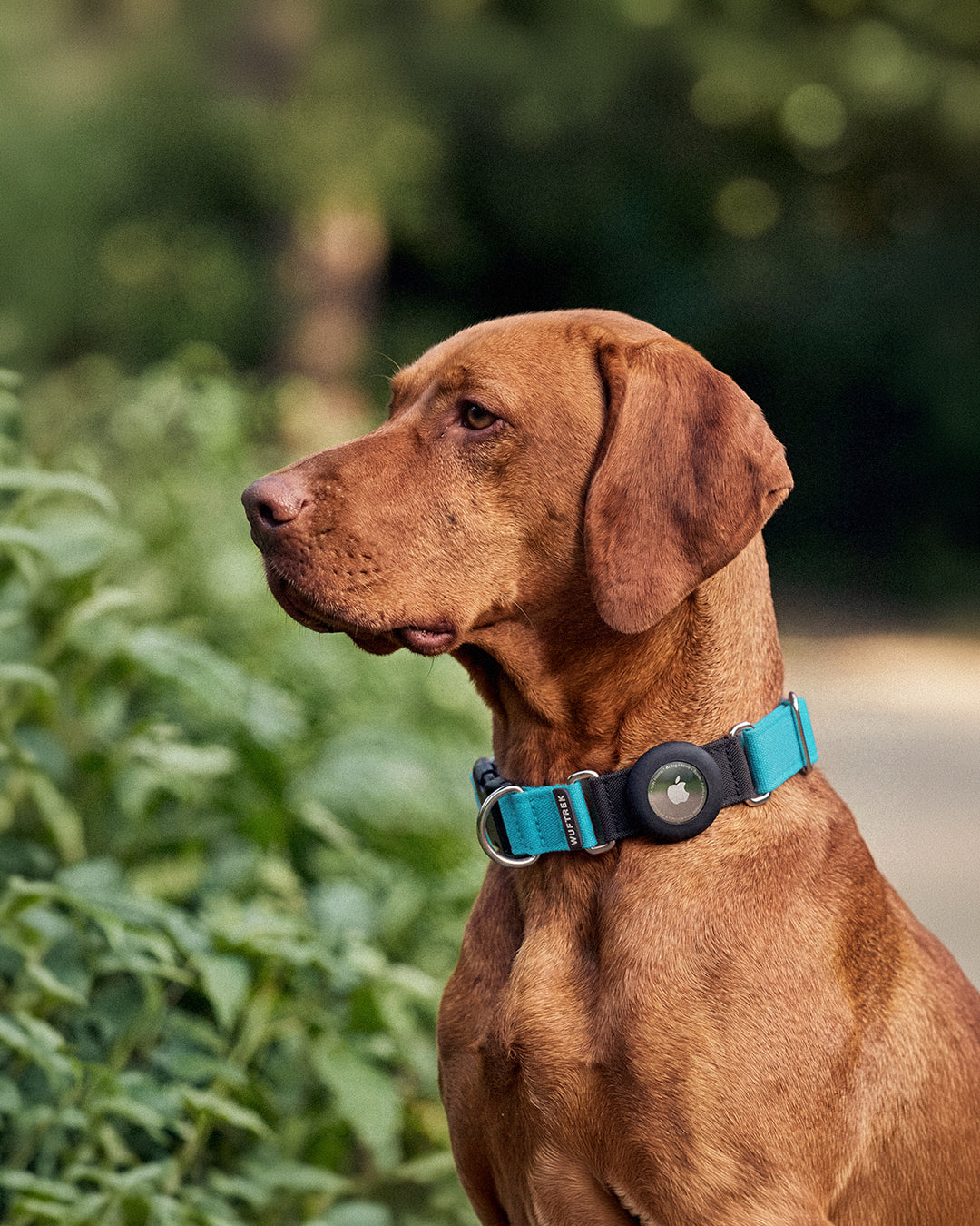 un perro vizla usando un collar tagtrek color azul para airtag de apple