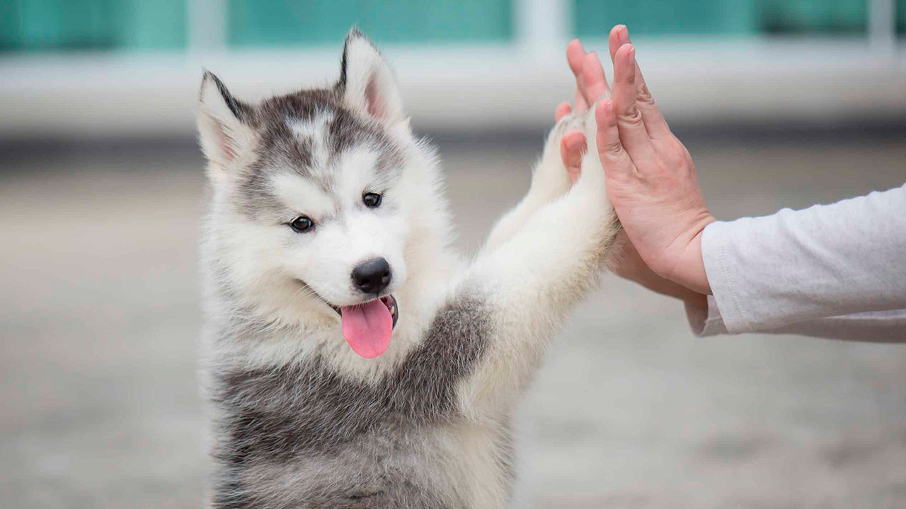 Un perro cachorro