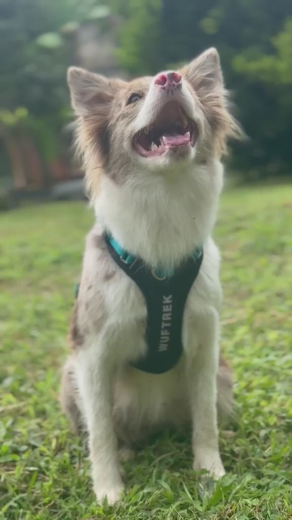 AirTrek Pro No-Pull Dog Harness - Aqua