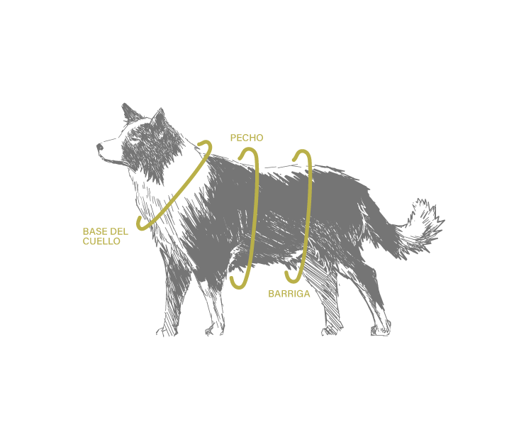 Boceto de un perro de referencia para saber donde tomar la medida del arnés