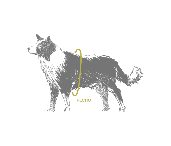 Boceto de un perro de referencia para saber donde tomar la medida del arnés