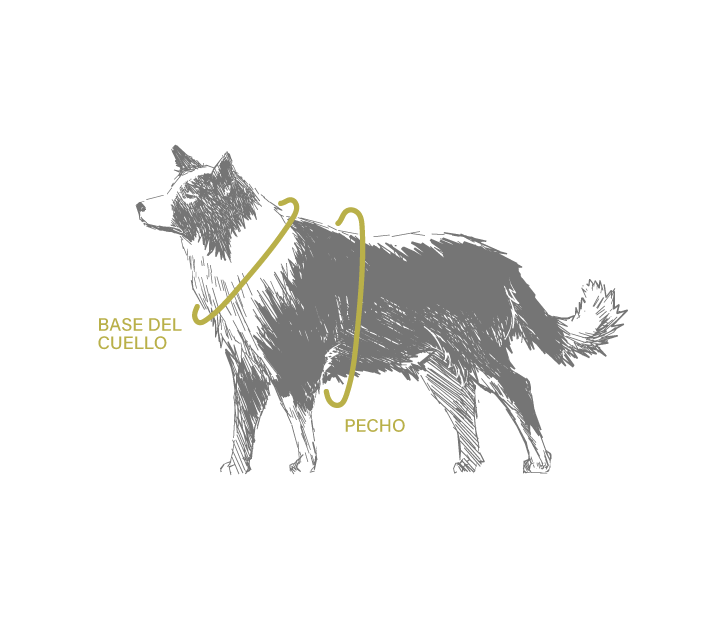 Bosquejo de un perro de referencia para saber donde tomar la medida del arnés