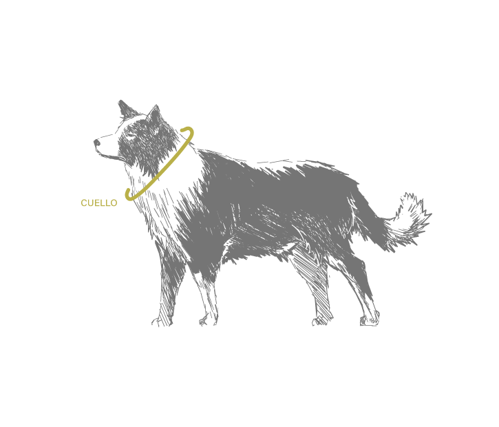 Bosquejo de un perro de referencia para saber donde tomar la medida del arnés