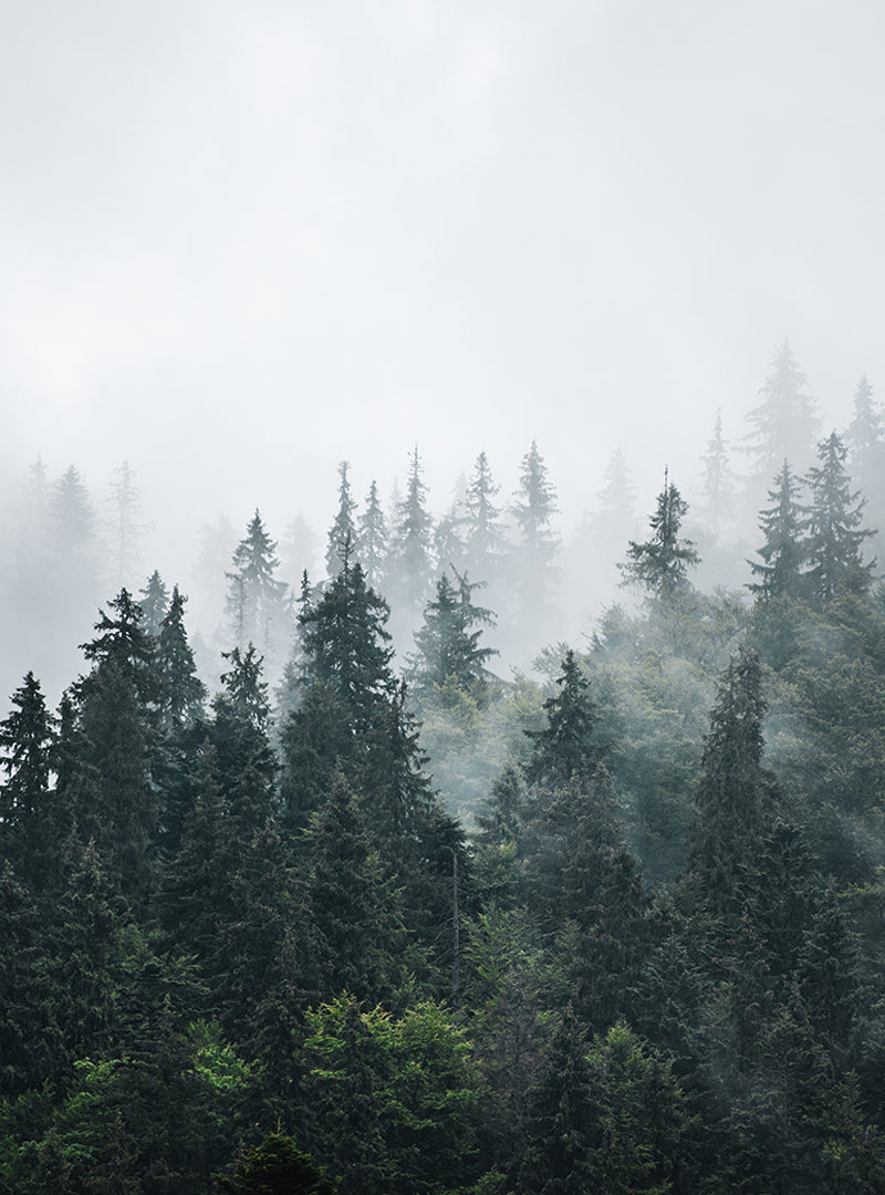 Forest landscape representing WUFTREK’s outdoor inspiration