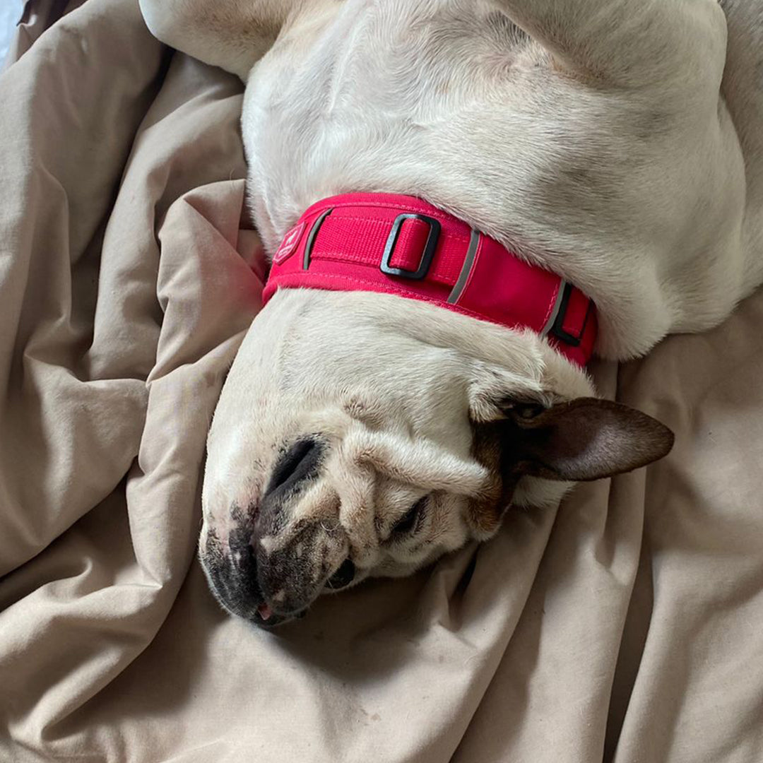 Un bulldog inglés usando un collar ancho para perros color rojo