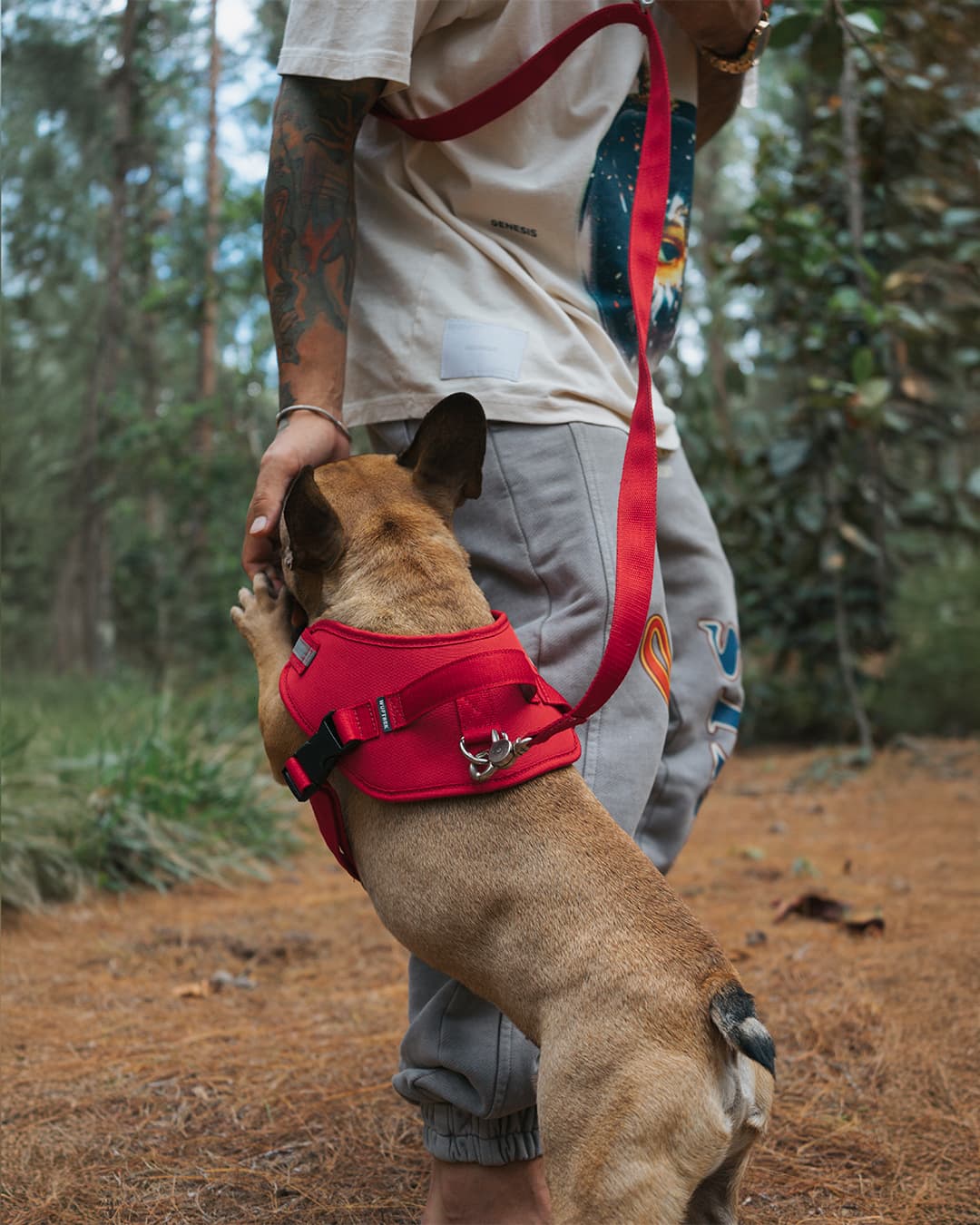 Un perro raza Bulldog Francés color café usando un arnés para perros color rojo