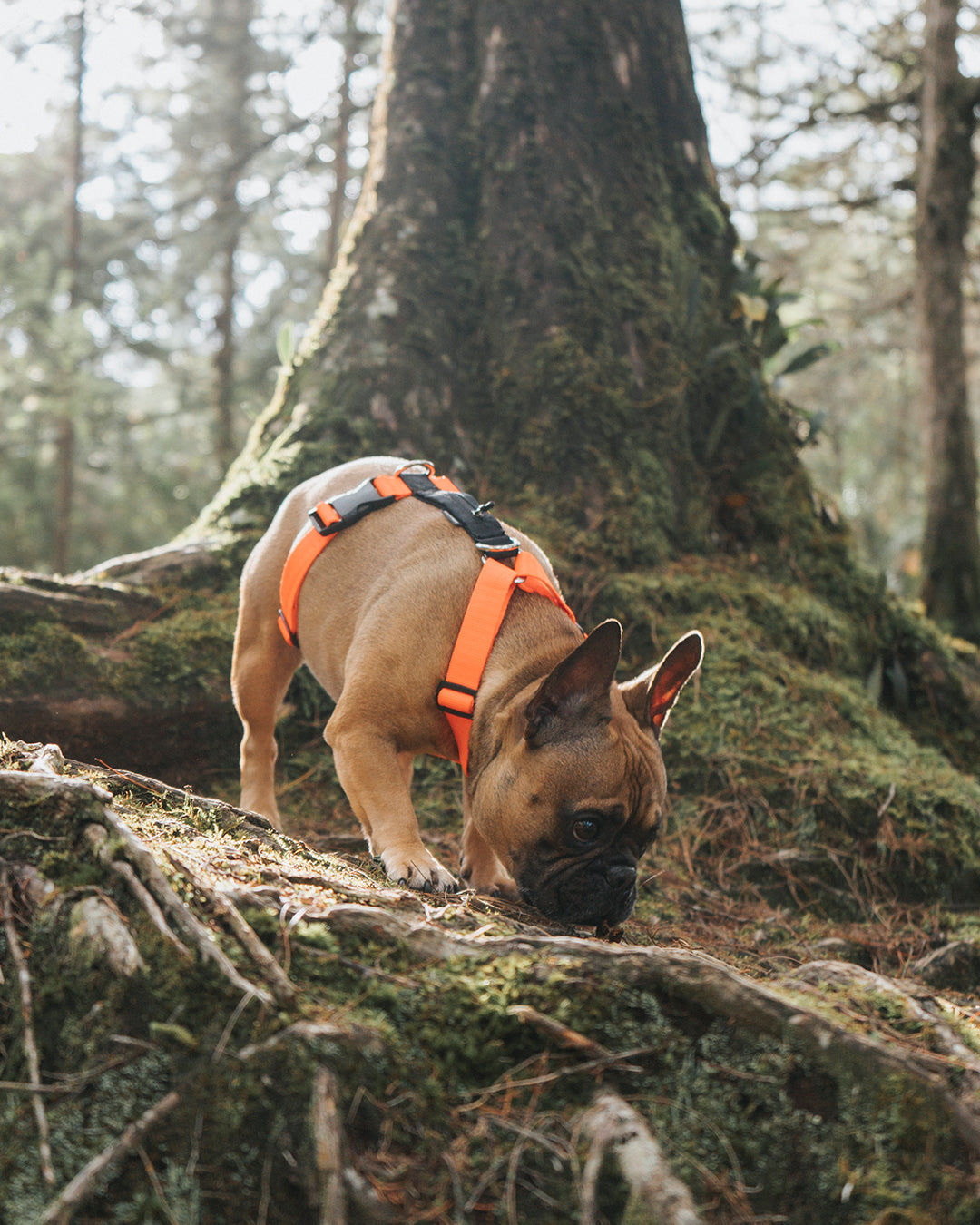 Un perro paseando con un arnés para perros color naranja en un bosque