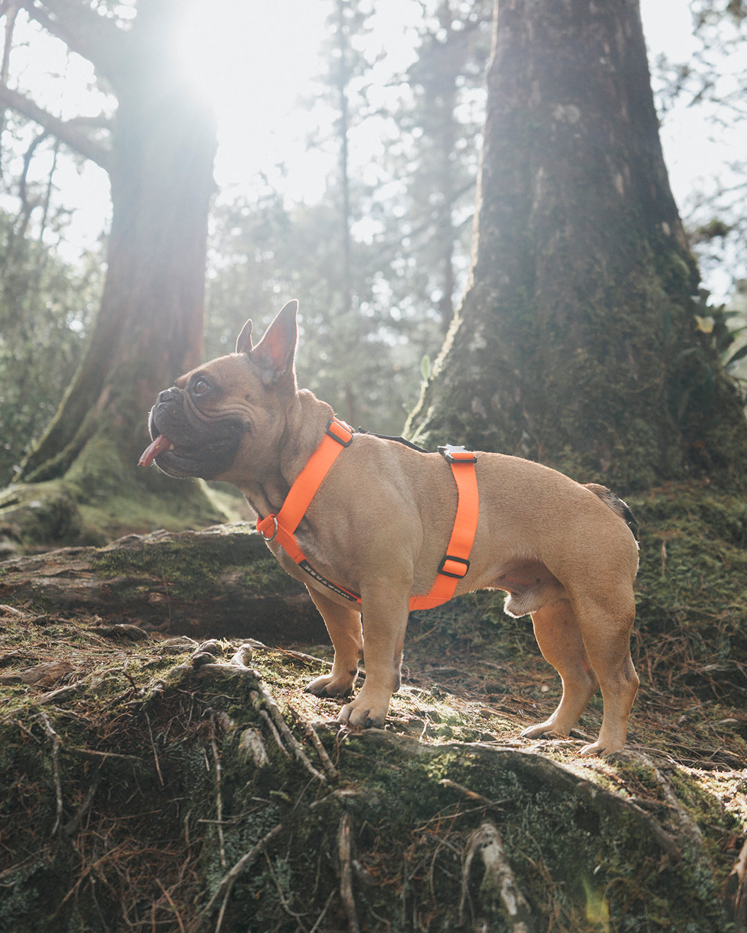 Un perro paseando con un arnés para perros color naranja en un bosque