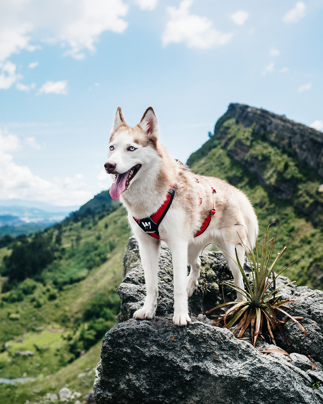 Un Husky Siberiano parado sobre una roca y esta usando un arnes para perro color rojo