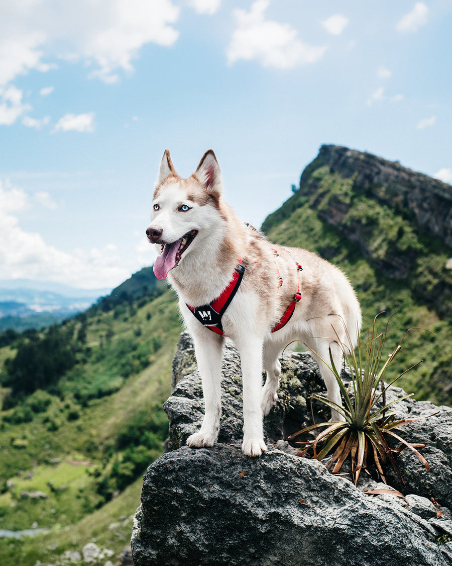 Un Husky Siberiano parado sobre una roca y esta usando un arnes para perro color rojo