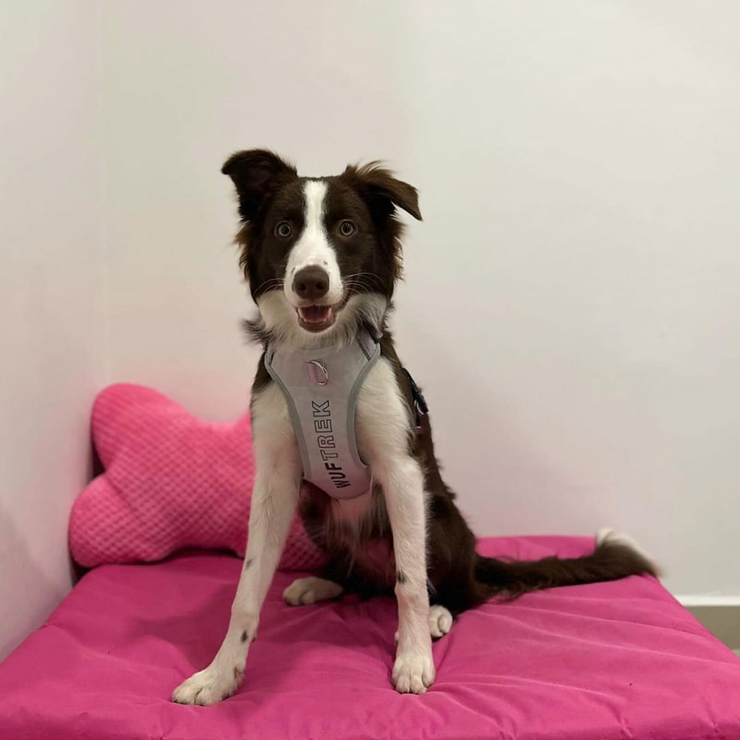 Un perro Border Collie usando una pechera para perros color gris y lila