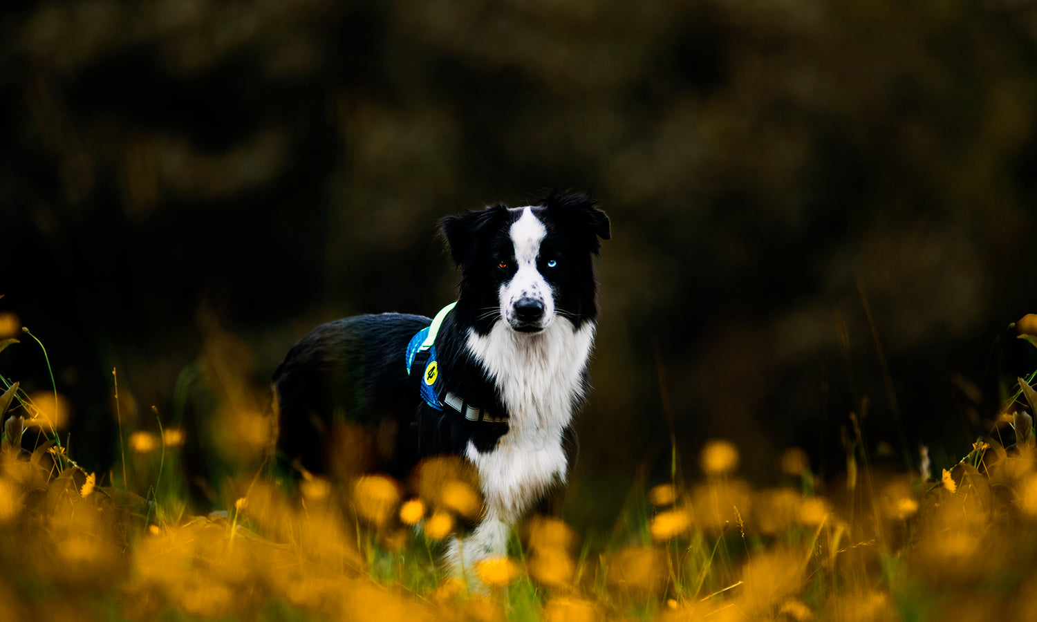 Un Border Collie en una pradera