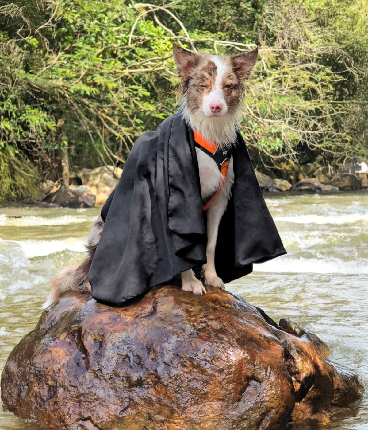 Un perro con una toalla para perros color negro sobre sus hombros
