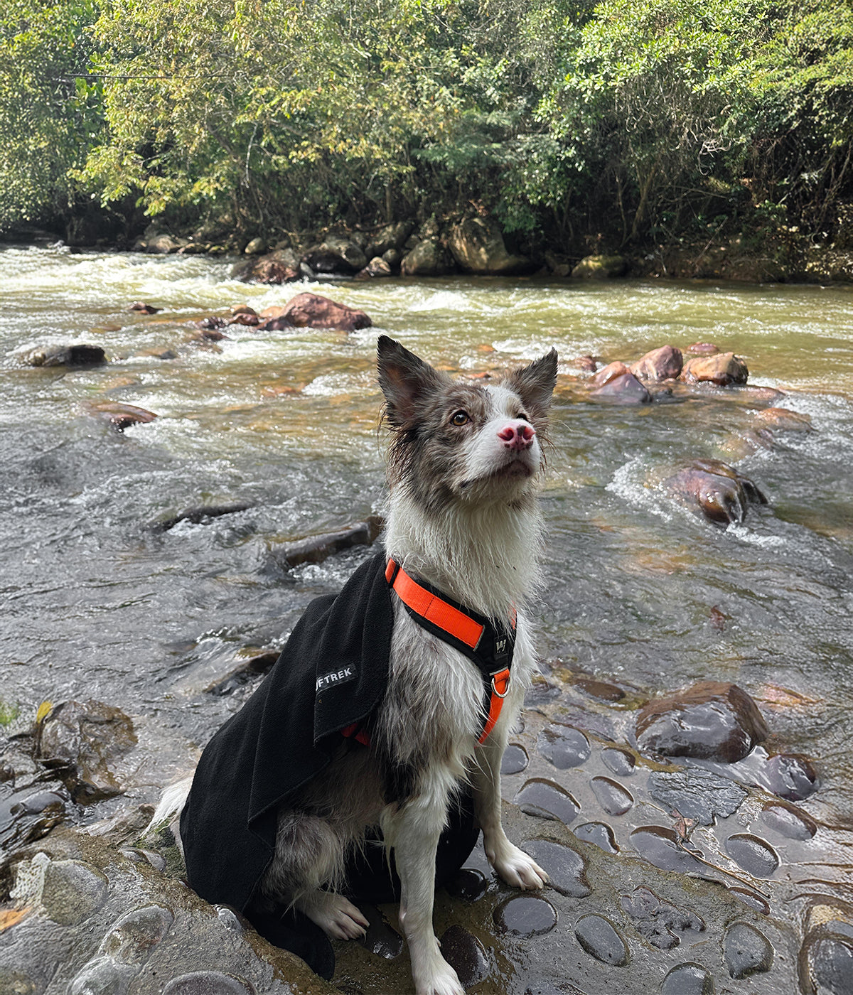 Un perro con una toalla para perros color negro sobre sus hombros
