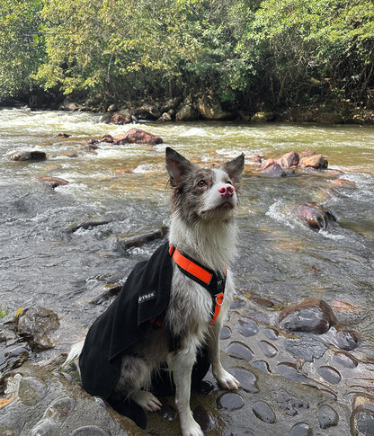 Un perro con una toalla para perros color negro sobre sus hombros