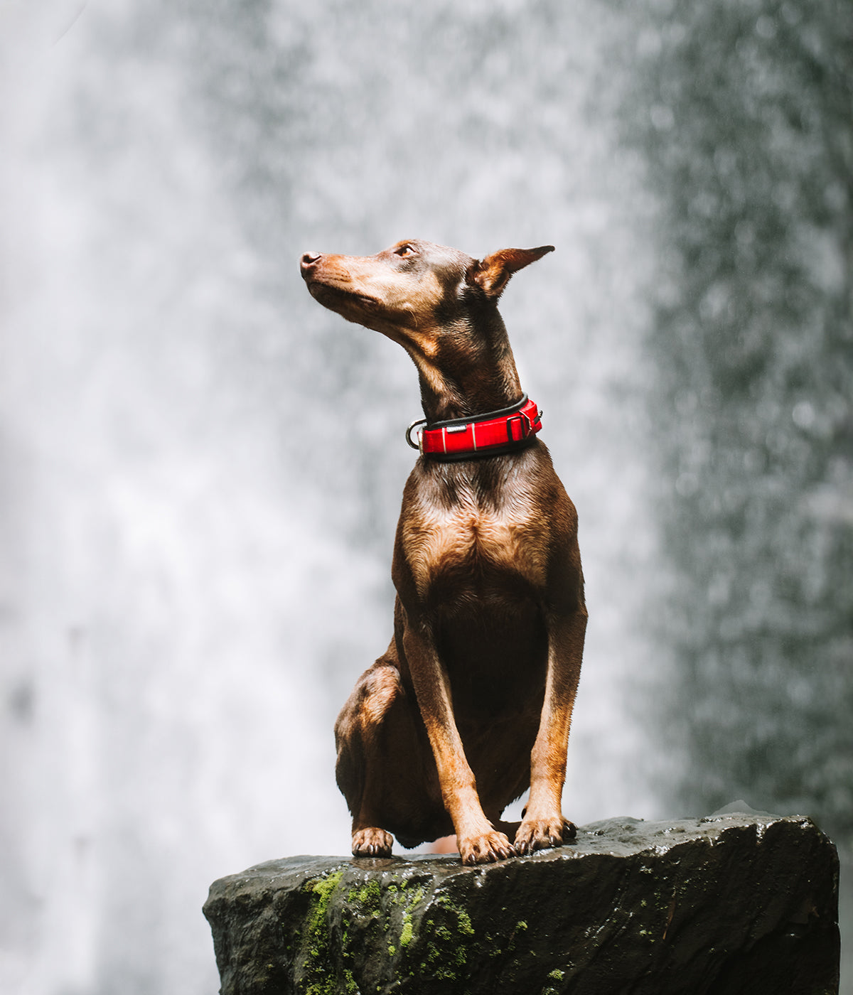 Un perro raza Doberman                                                     posando al frente de una cascada y está usando un collar para perros color rojo
